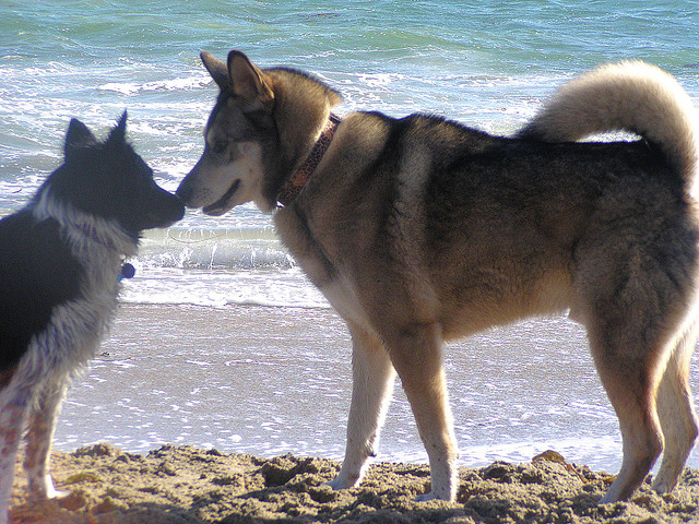 Собакам нужны впечатления (c) starfish235, http://www.flickr.com/photos/starfish235/