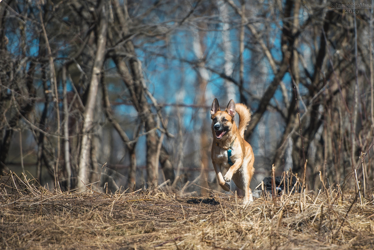 издательство, догфренд паблишерс, dogfriend publishers, книга, собака, нова...